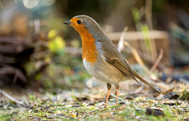 Rotkehlchen (Erithacus rubecula)         ,  Rotkehlchen ,Erithacus ,rubecula,sperlingsvögel,singvögel,rot garten,wald,park,friedhof
