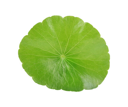 centella asiatica transparent png
