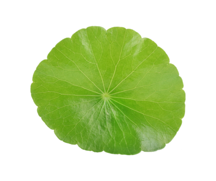 centella asiatica transparent png