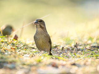 Grünfink (Chloris chloris)          ,                      Grünfink ,Chloris ,chloris,European ,greenfinch,garten,park,friedhof,nett ,süss,,baum,frühling,