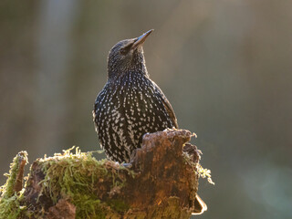  Star (Sturnus vulgaris)