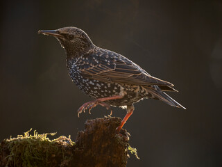  Star (Sturnus vulgaris)
