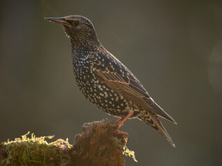  Star (Sturnus vulgaris)