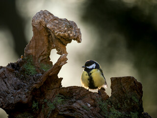 Kohlmeise (Parus major)