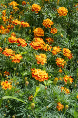 Marigold orange flowers petal buds. Plant.