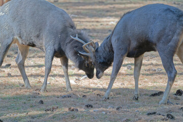 Stags fighting