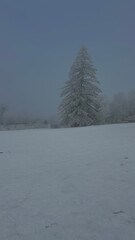 Snow-covered trees create a serene winter landscape in a quiet park setting