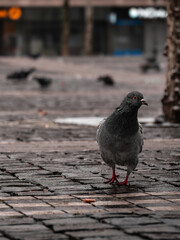 pigeon on the street
