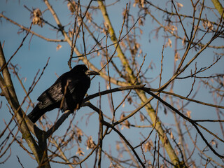 Crow 
