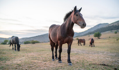 Pferde auf einer Wiese in der Wildnis