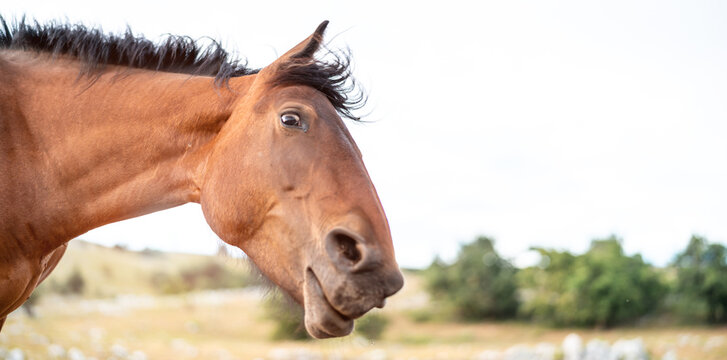 Verr&uuml;cktes Pferd schaut lustig drein