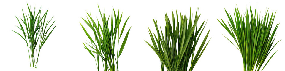 Obraz premium Vibrant Green Grass and Foliage in Organic Natural Environment