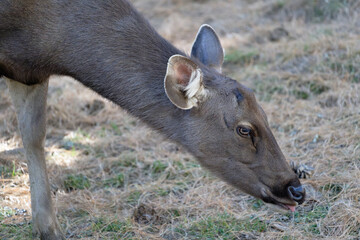 deer profile