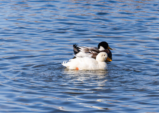 Two ducks swimming peacefully in Lisi Lake in winter