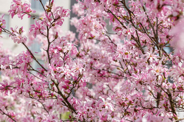 Obraz premium Blooming magnolia tree in the sun