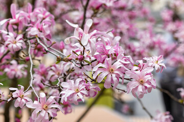 Branches of blooming magnolia in spring