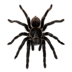 Obraz premium Brazilian Black Tarantula AI Generated Image