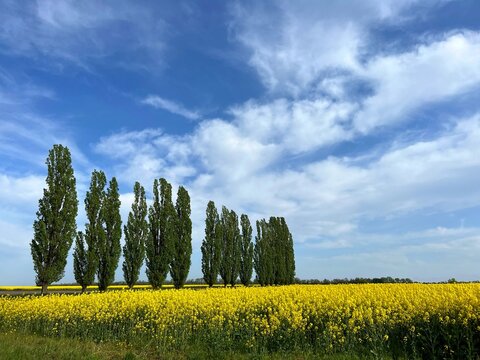 Rapeseed canola field, row of poplar trees and sky.