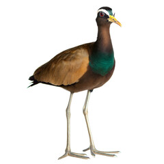 Fototapeta premium Bronze Winged Jacana AI Generated Image