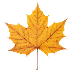 Fototapeta premium Photorealistic Maple Leaf, Isolated
