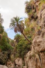 Wadi Bin Hammad eine steile Schlucht mit flachem warmen Wasser und üppiger Vegetation liegt etwas nördlich von Kerak und gut 2 Fahrstunden enfernt von Amman, Jordanien.