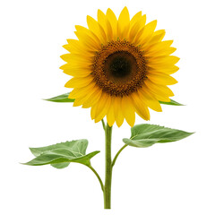 Obraz premium Realistic Sunflower with Detailed Stem and Leaves, Isolated