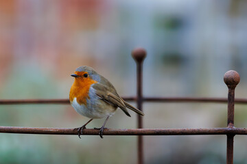 Robin Perched on Iron Plant stand