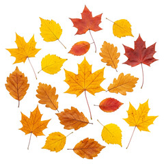 Realistic Autumn Leaves Scattered, Isolated
