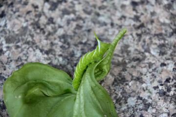 Creeping Tomato Hornworm Pest on a leaf