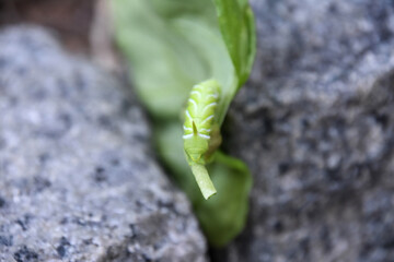 Up Close Tomato Hornworm Caterpillar on a Leaf