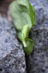 Looking Down at a Tomato Hornworm on a Leaf