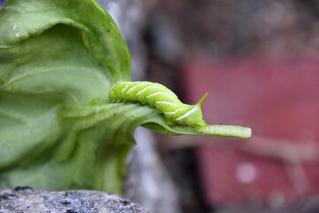 Fantastic Close Up of a Striped Caterpillar