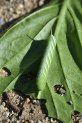 Green Tomato Hornworm on a Leaf with Holes
