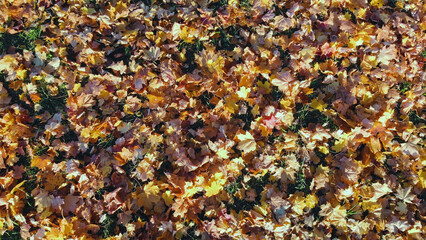 Colorful autumn leaves blanketing verdant grass, sunlight illuminating seasonal landscape with warm golden hues