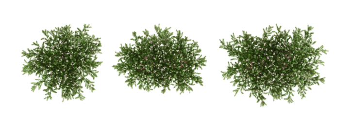 set of trees rendered from the top view, 3D illustration, for digital composition, illustration, 2D plans, architecture visualization