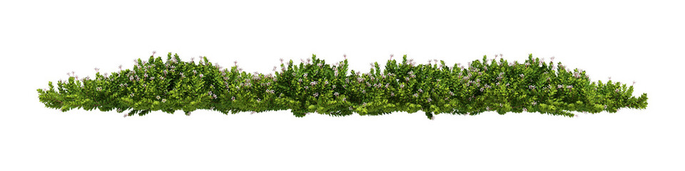 ground covers, meadows, 3d rendering on transparent background