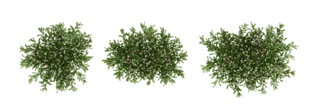 set of trees rendered from the top view, 3D illustration, for digital composition, illustration, 2D plans, architecture visualization