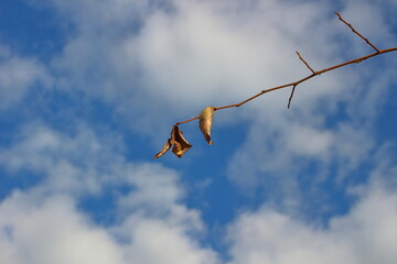 冬枯れの枝に残る一枚の葉