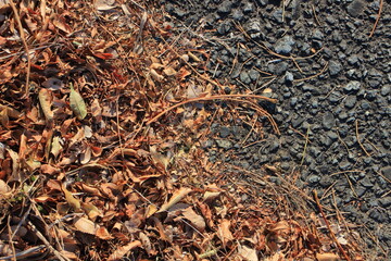 冬の息吹：枯葉と生命