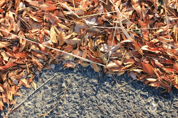 静寂の冬：落ち葉が語る物語