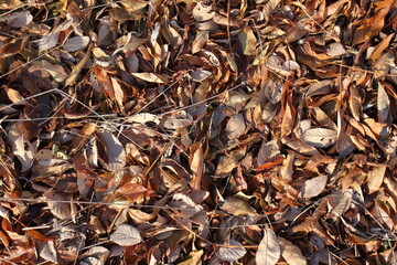 冬枯れの道：落ち葉の絨毯