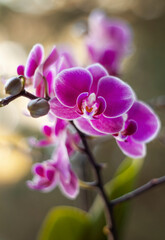 Różowe kwiaty Storczyków ( Orchidea ). © mycatherina