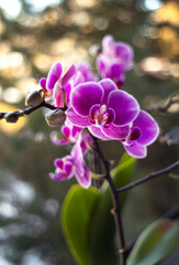 Różowe kwiaty Storczyków ( Orchidea ). © mycatherina