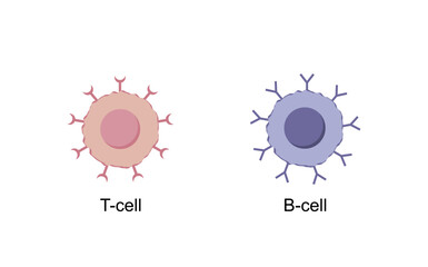 Cells of adaptive immune system. T cell and B cell. T- lymphocyte and B-lymphocyte. Vector illustration.	