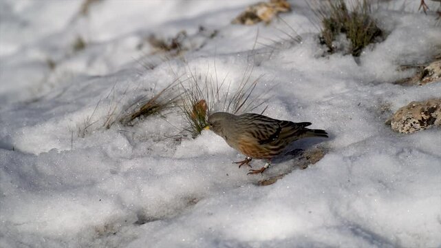 Small bird Alpine Accentor (Prunella collaris) in the snow.