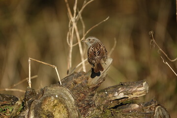 hedge sparrow (Prunella modularis)