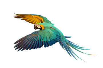 Colorful flying Blue and Gold Macaw parrot isolated on transparent background png file