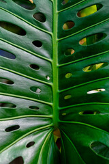 Selective focus green leaves of Monstera deliciosa in garden, The Swiss cheese plant or split-leaf philodendron is a species of flowering plant native to tropical forests, Natural greenery background. © Sarawut
