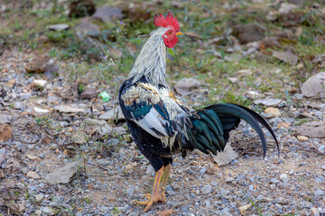 Selective focus of a rooster (also known as a cockerel or cock) walking in the farm, Beautiful male...