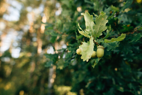 green acorns on oak close-up